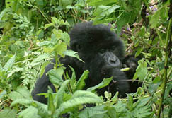 Safari-Touren: Ruanda - Gorilla im Gebsch