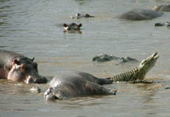 Safari-Touren: Tanzania - Flusspferde und Krokodile im Fluss