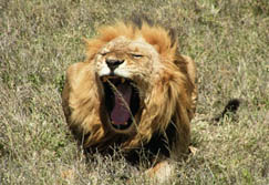 Safari-Touren: Tanzania - brllender Lwe