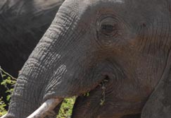 Safari-Touren: Zambia - Portrait eines Elefanten