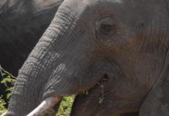 Safari-Touren: Zambia - Portrait eines Elefanten